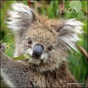 Koalas 2023 - Broschürenkalender 30x30 cm (30x60 geöffnet) - Kalender mit Platz für Notizen - koala bears - Bildkalender - Wandplaner - Bärenkalender